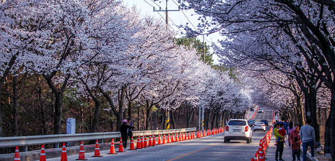 여주흥천남한강 벚꽃축제